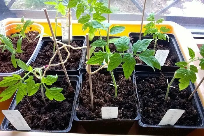 Рассада помидор фото. Пикирование рассады томатов и перцев. Перерощенная рассада томатов. Помидоры остановились в росте после пикировки. Пикировать рассаду помидор.