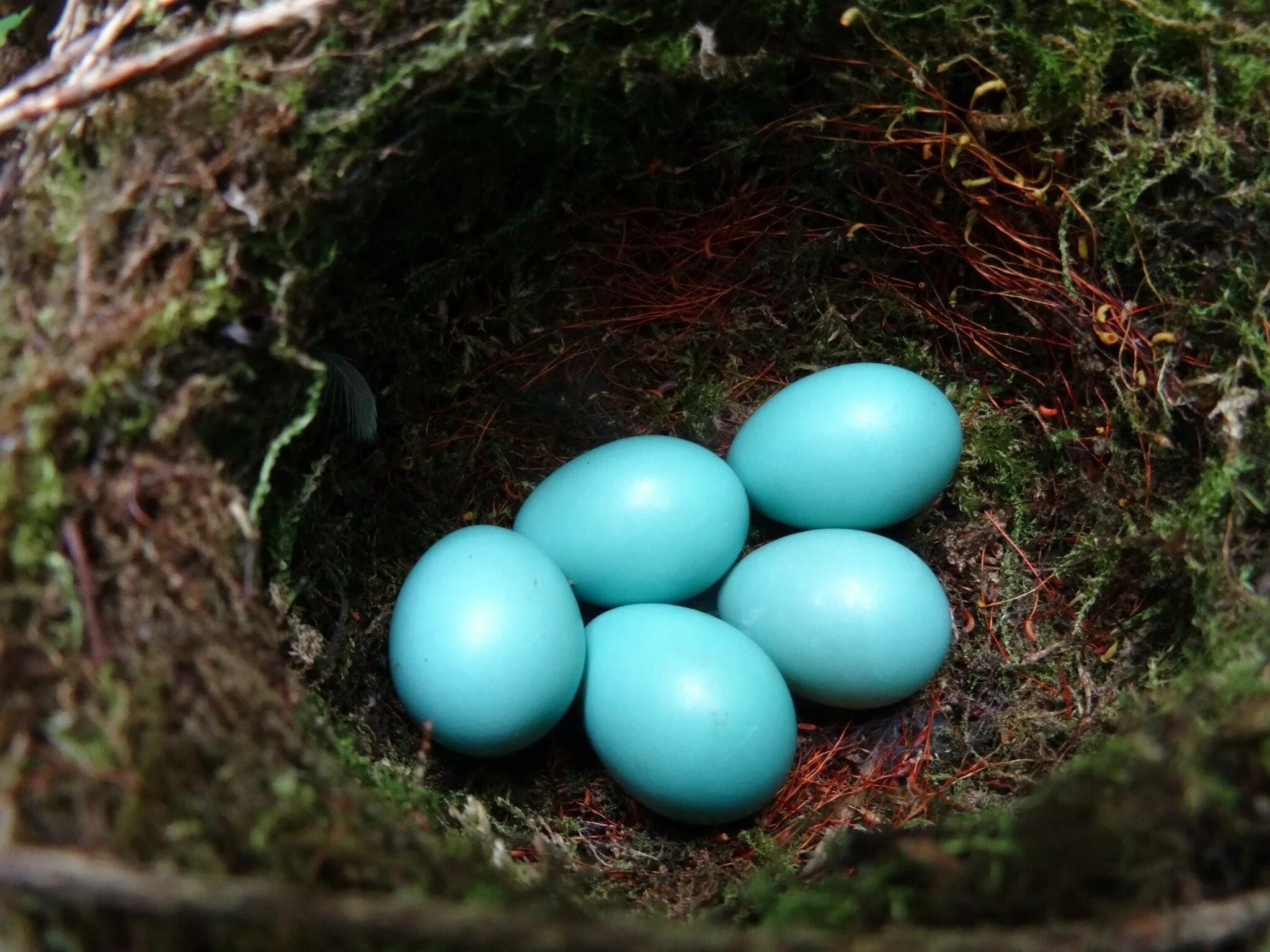 Яйца птиц покрыты. Обыкновенная горихвостка гнездо. Горихвостка гнездо и яйца. Птичка горихвостка яйца. Гнездо горихвостки чернушки.