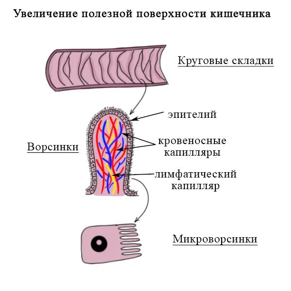 Какую функцию выполняет ворсинка