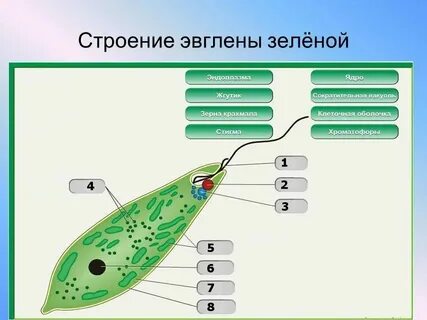 Какая функция у жгутика