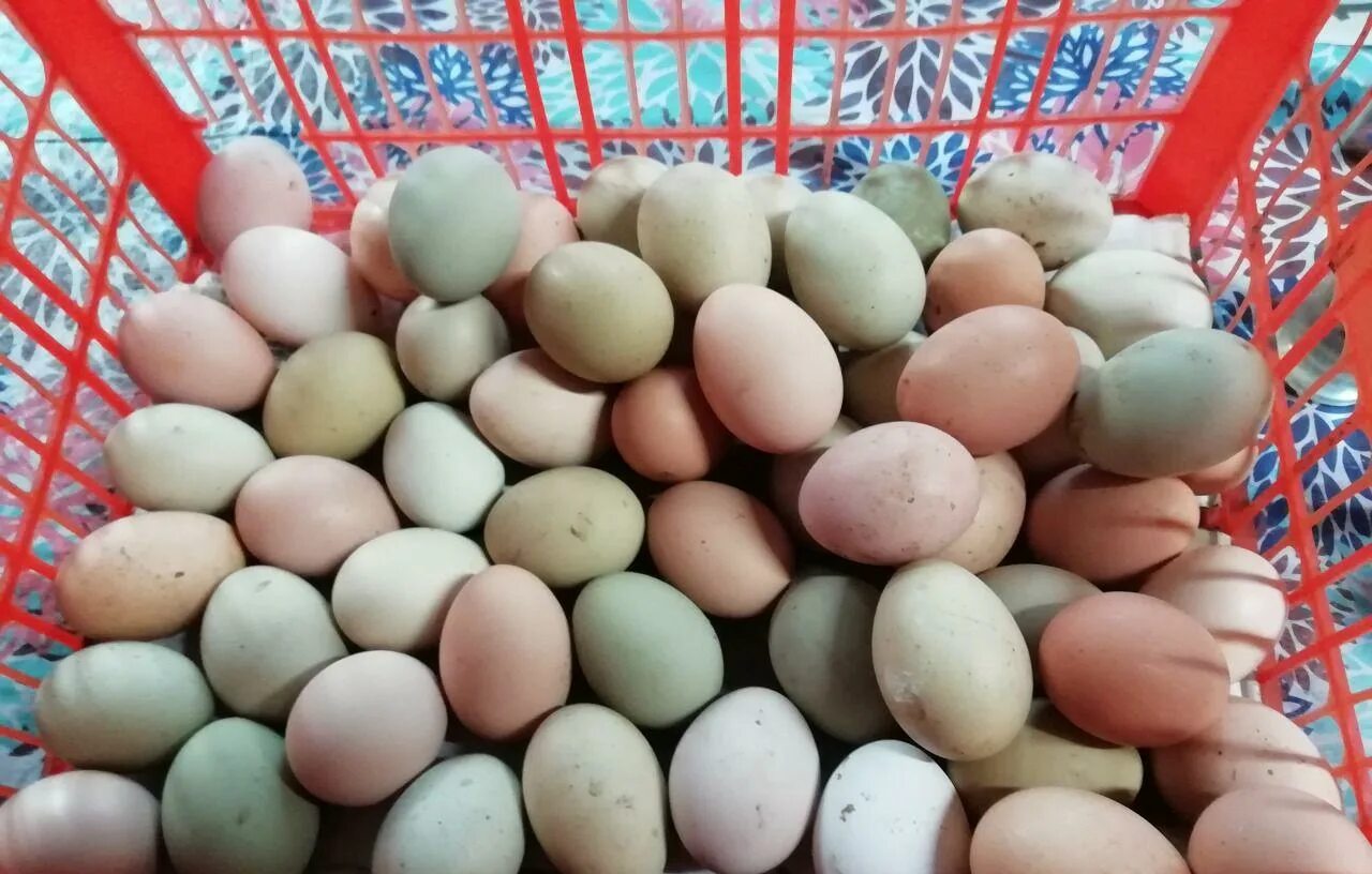 Купить яйца брама. Яйцо инкубационное Брама. Яйца кур Брама. Яйца Брама для инкубатора. Брама яйца и цыплята.