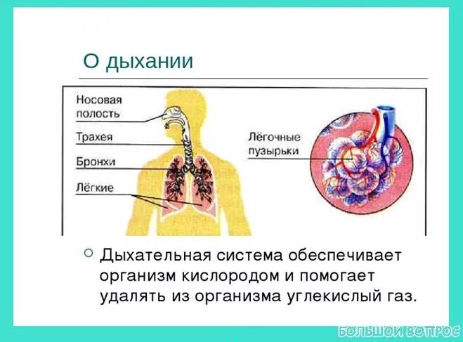 Дыхание и кровообращение вопросы