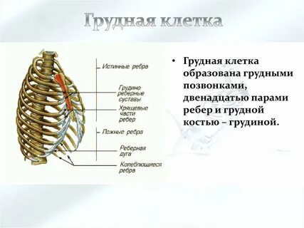 Грудная клетка образована 12 парами ребер