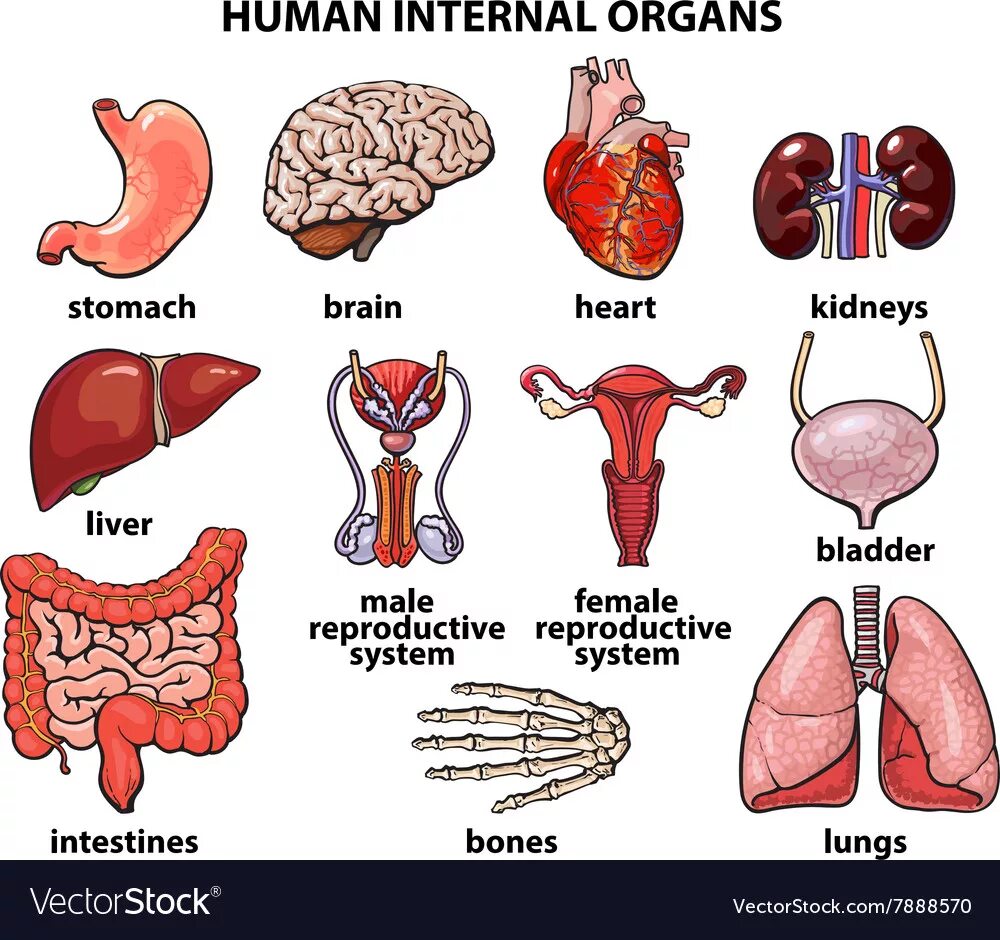 Human organs. Органы человека. Внутренние органы. Макет внутренних органов человека. Анатомия человека внутренние органы в картинках.