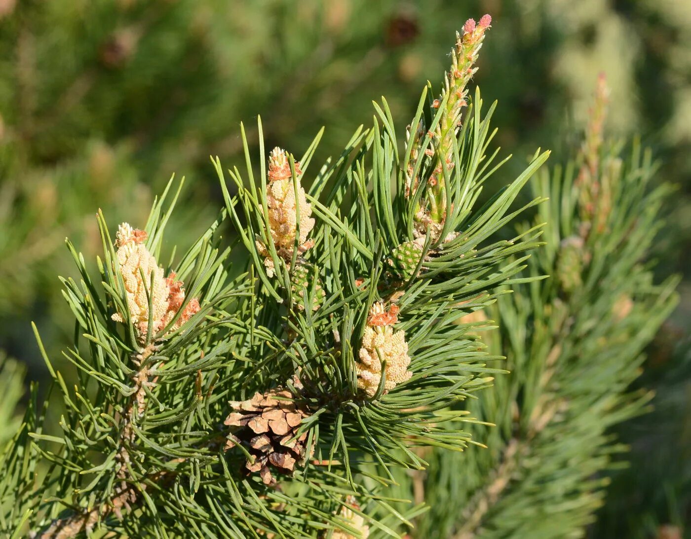 Pinus Sylvestris. Pinus Sylvestris l. Сосна обыкновенная (Pinus Sylvestris Moseri). Макростробил Pinus Sylvestris (сосна обыкновенная). Хвойные ru