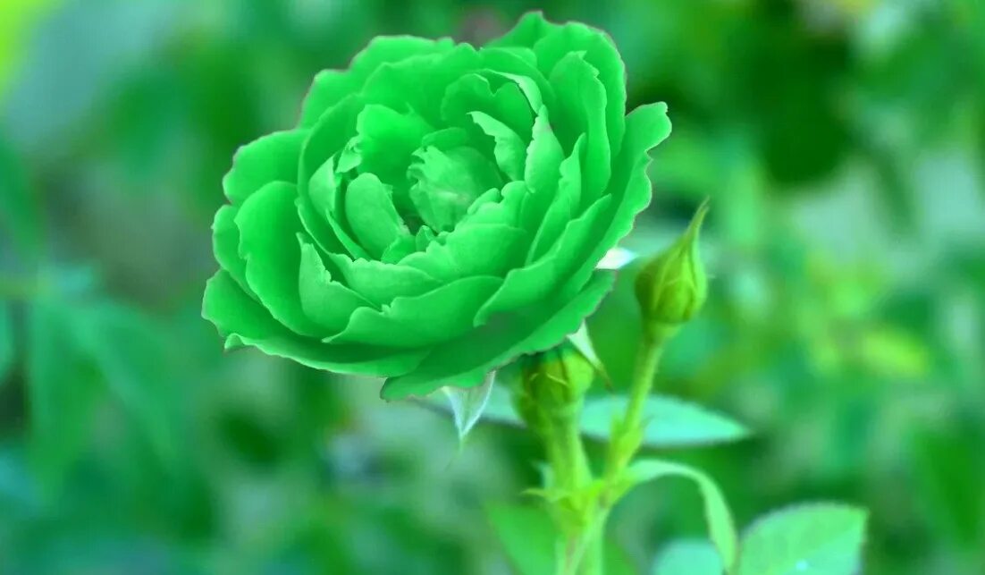 green rose Green rose, Beautiful roses, Rose