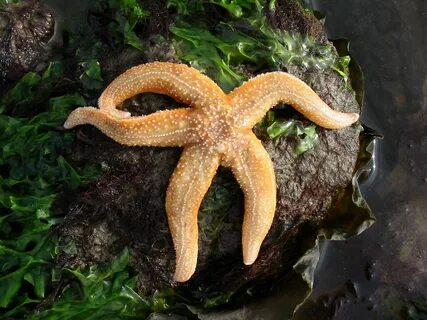 Можно ли есть морских звезд