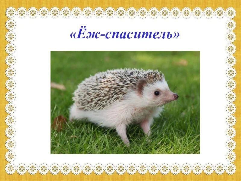Еж спасатель