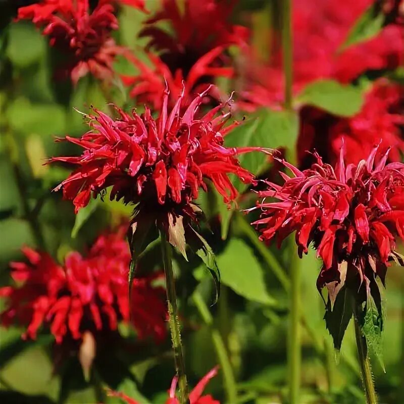 Free Images : nature, blossom, prairie, leaf, flower, petal, green, red, botany,