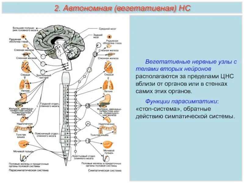 Высшие вегетативные центры и их функции