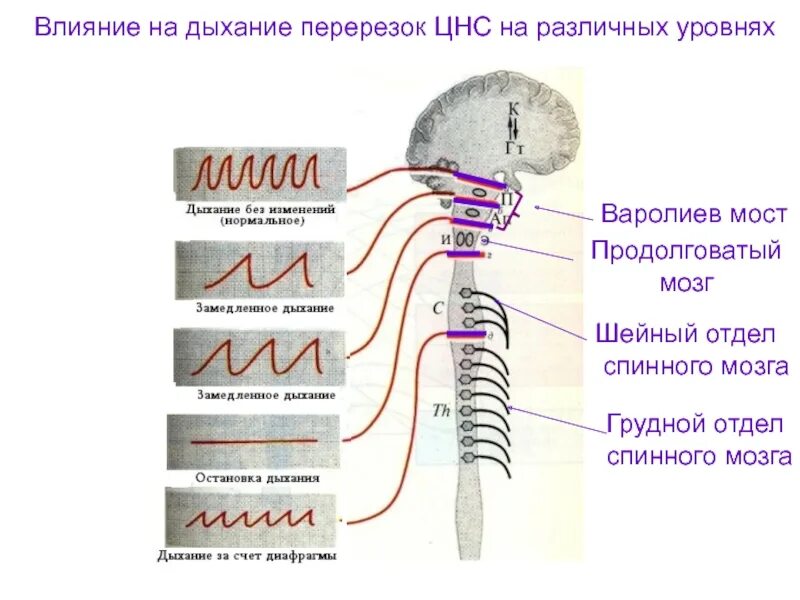 Спинальный уровень регуляции дыхания физиология. Влияние на дыхание перерезок ЦНС. Влияние перерезки на разных уровнях ЦНС. Структура дыхательного центра на разных уровнях ЦНС.