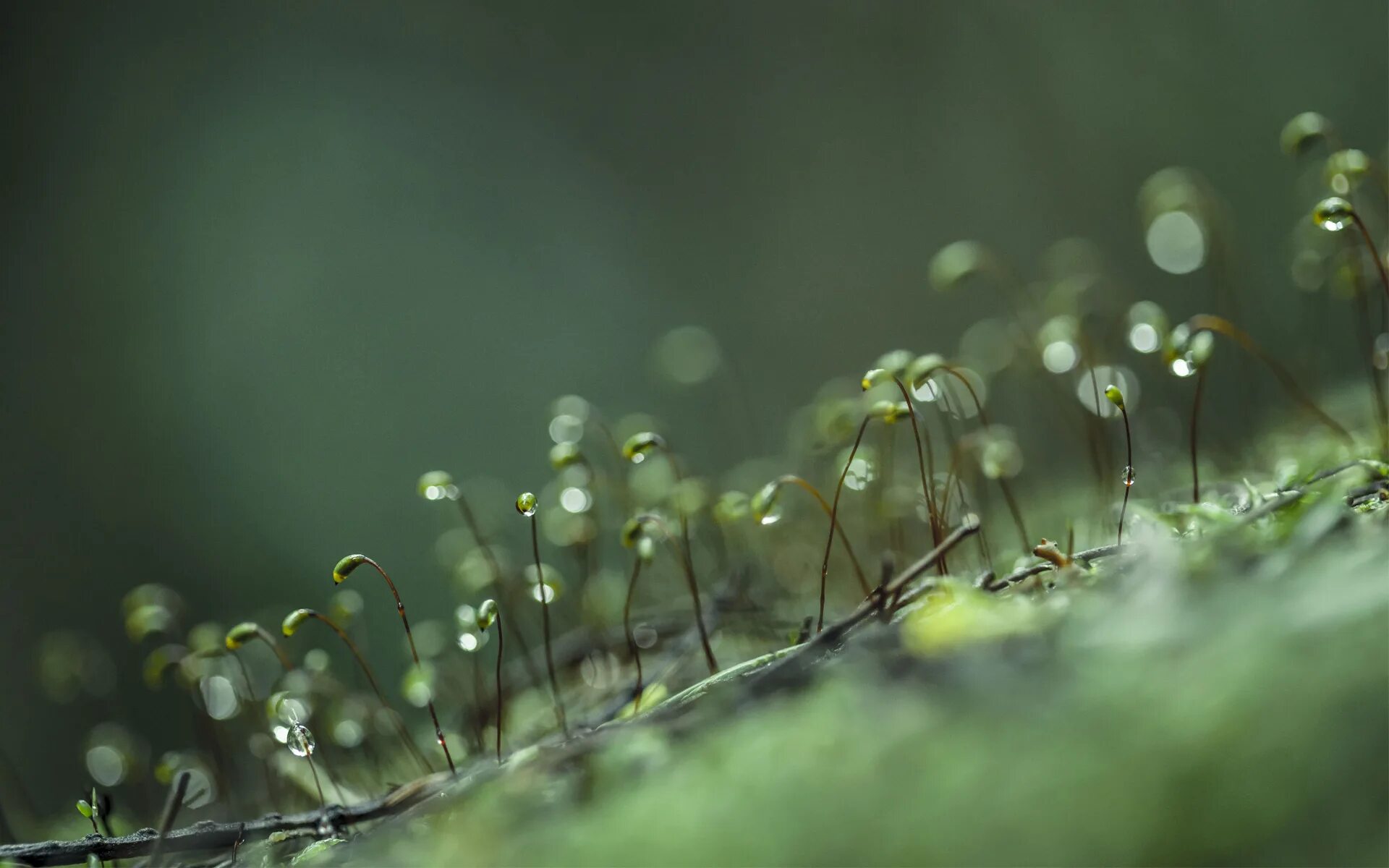 Макросъемка природа. Макросъемка растений. Мох Макросъемка. Роса на мхе. Plant video