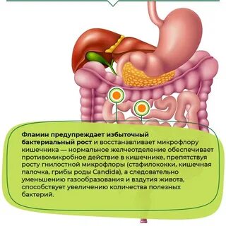 Постоянные газы в кишечнике что делать