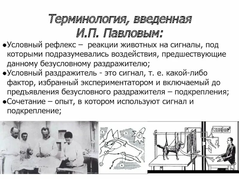 Сигналы условного рефлекса. Эксперимент Павлова условный рефлекс. Эксперимент с условными рефлексами Павлов. Павлов эксперимент с собакой рефлексы.