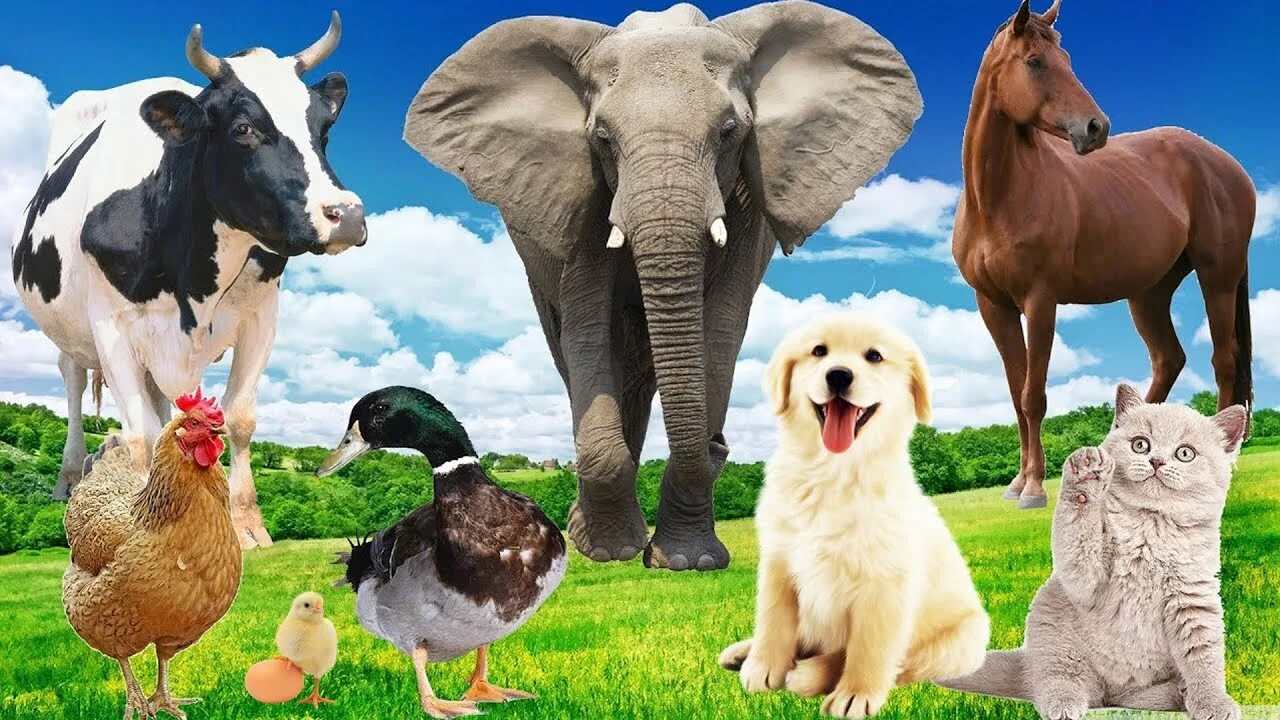 Domestic animals for kids. Домашние животные на французском. Кошки и собаки. Кошка и собака картинки. Щенок и котенок.