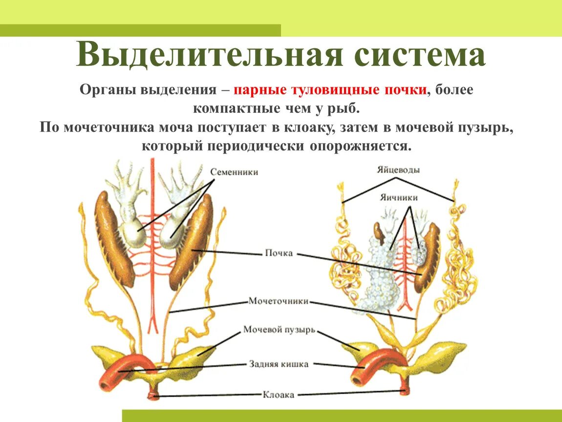 Выделительная система земноводных схема. Выделительная система земноводных. Органы выделительной системы у земноводных. Строение выделительной системы амфибий.