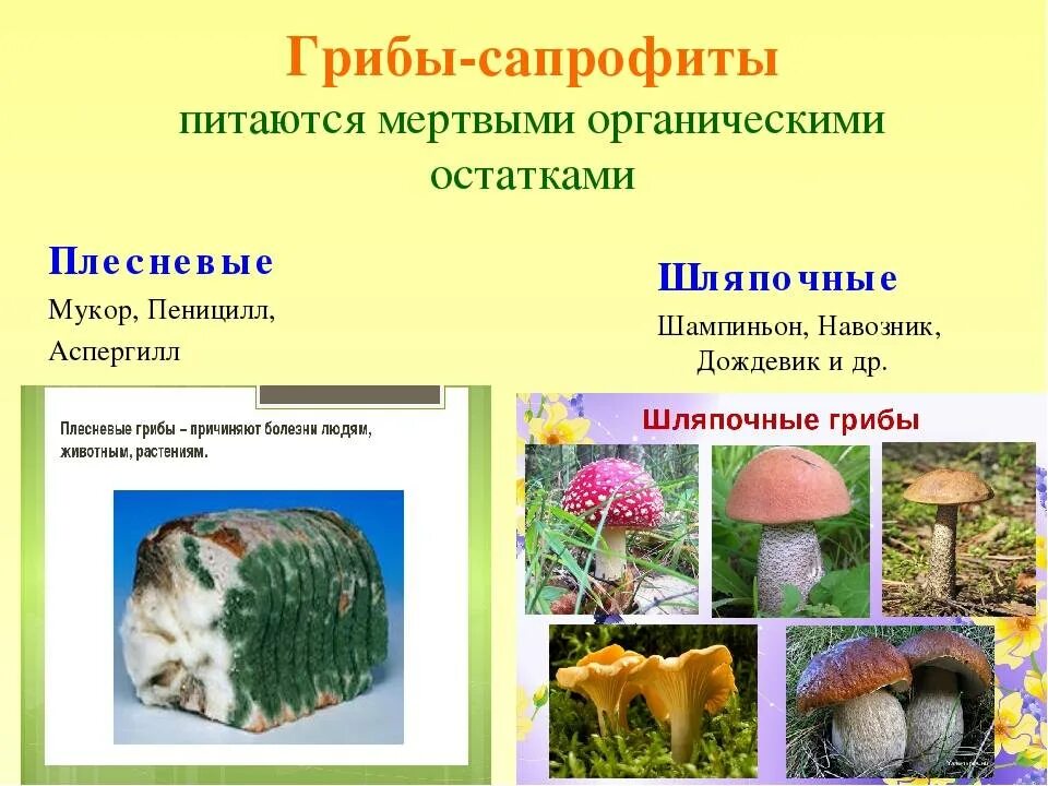 Грибы примеры. Питание грибов сапрофиты. грибы сапрофиты паразиты симбионты. тип питания грибов сапротрофов. плесневые грибы сапрофиты.