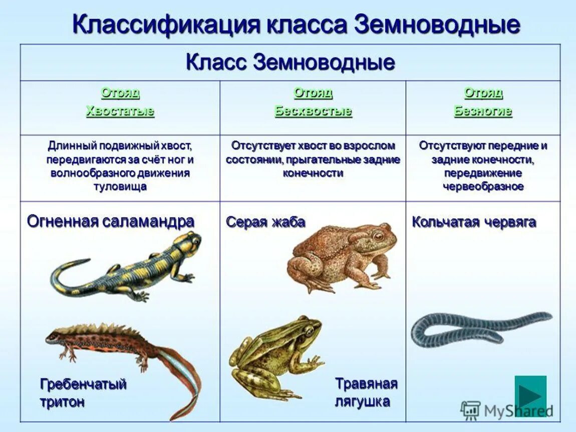 Классификация класса земноводных. Таблица по биологии 7 класс класс земноводные общая характеристика. Общая характеристика класса земноводных строение земноводных. Представители земноводных биология 7 класс