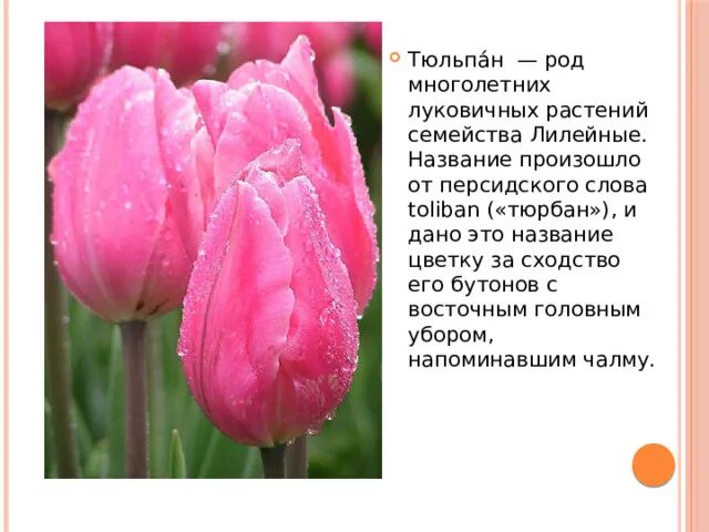 К какой группе растений относится тюльпан обыкновенный. Описание тюльпана. род тюльпана. тюльпан значение цветка. тюльпан биология.