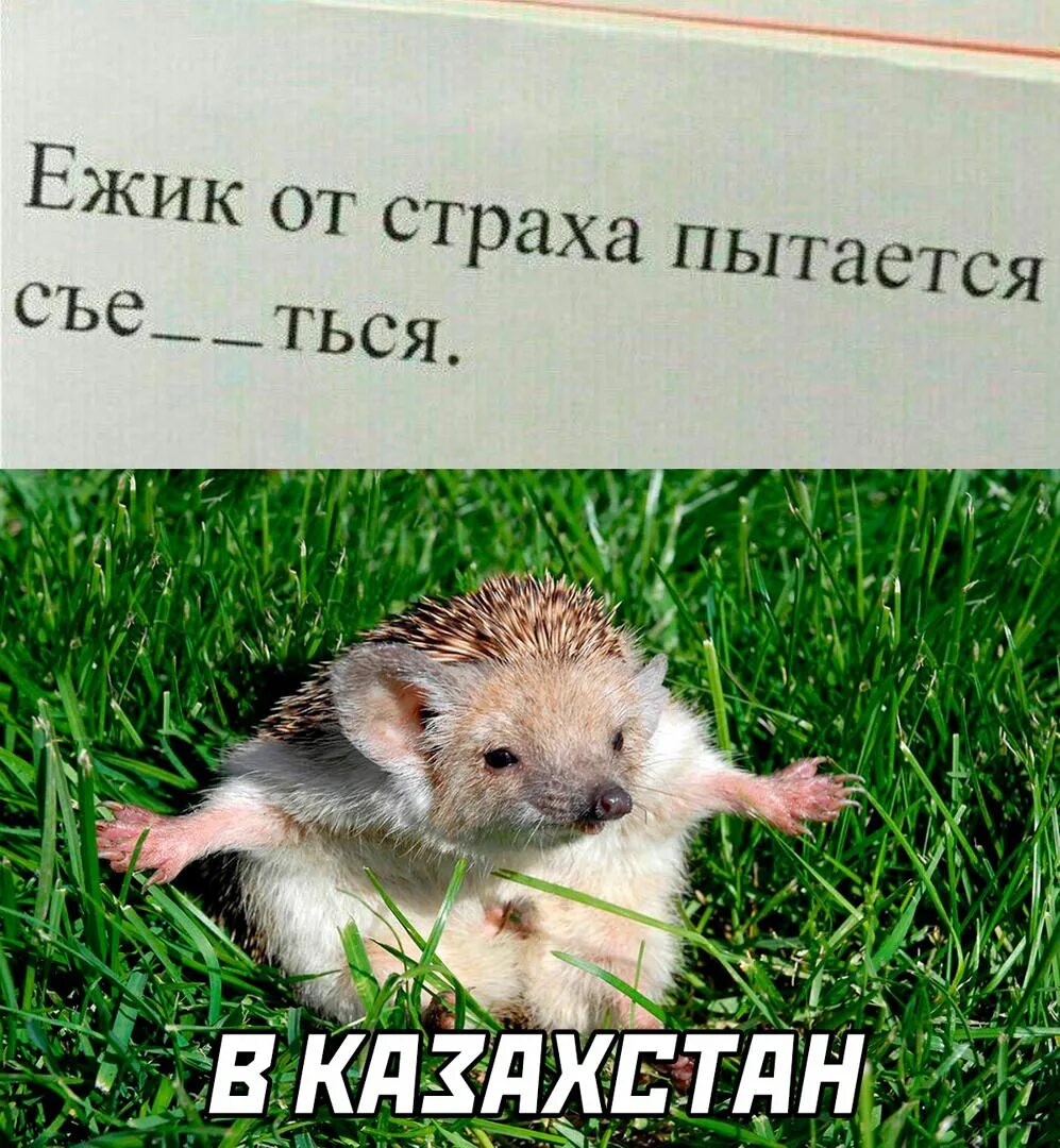 Ежик сильвупле. Хочется все бросить. Ежик ладно. Опаньки а вот и я. Сильвупле перевод на русский