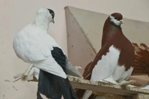 Голубей алтайском крае
