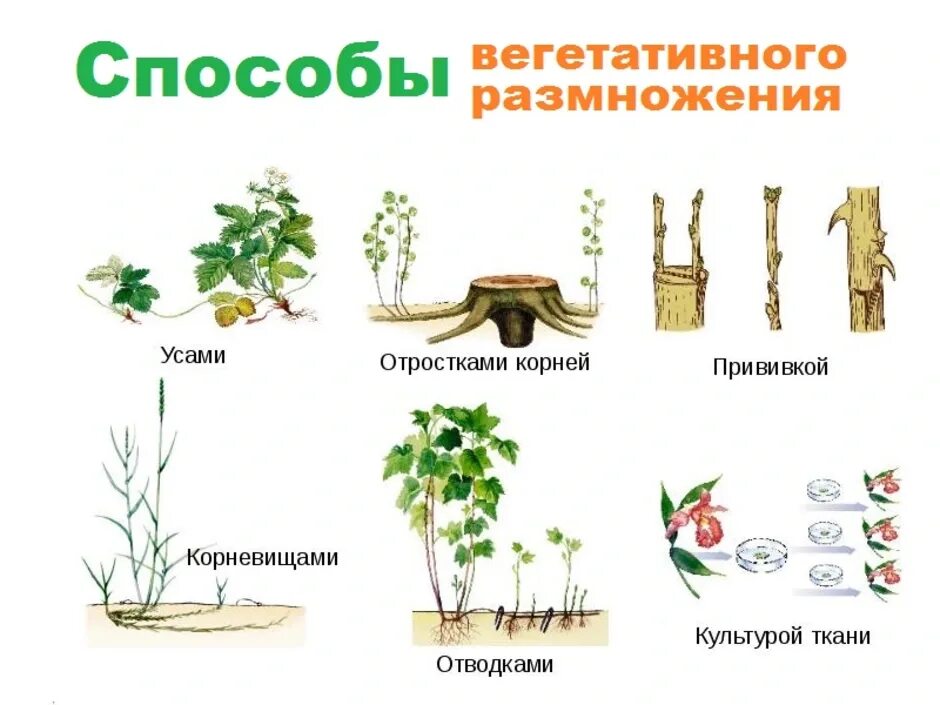 Какая наука изучает вегетативное размножение