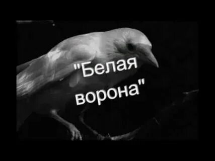 Какая река является белой вороной и почему