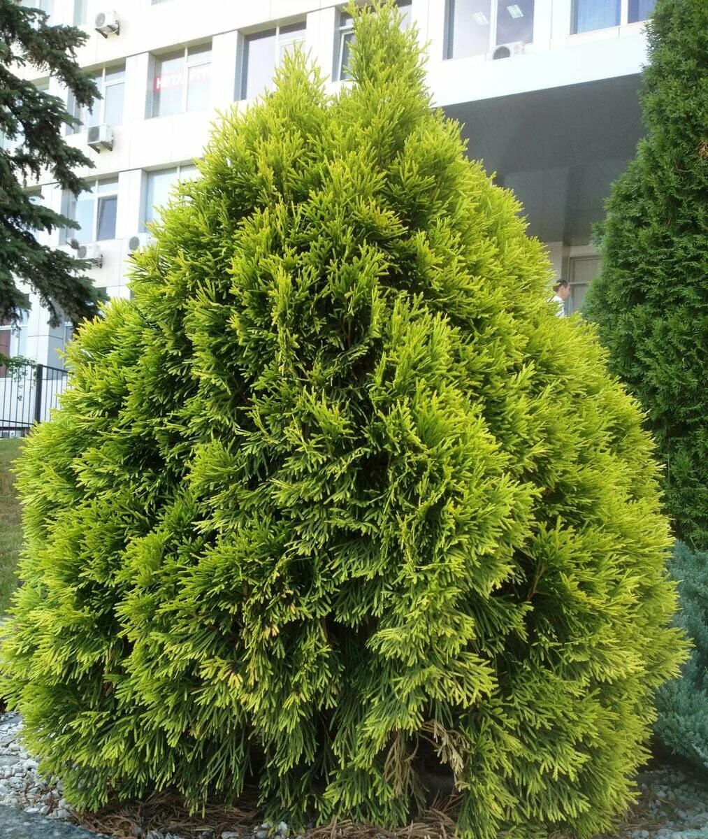 Туя западная это хвойное. Туя Западная (Thuja occidentalis). Туя Грин ЭГГ. Туя Западная Грин ЭГГ. Туя Западная Спиралис.