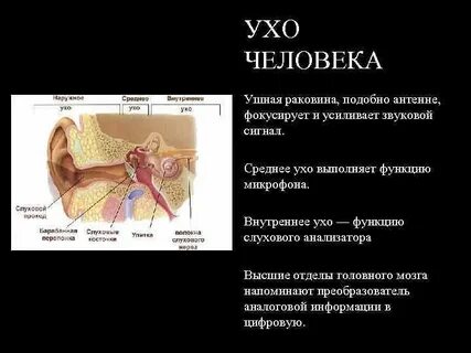 Функция ушной раковины