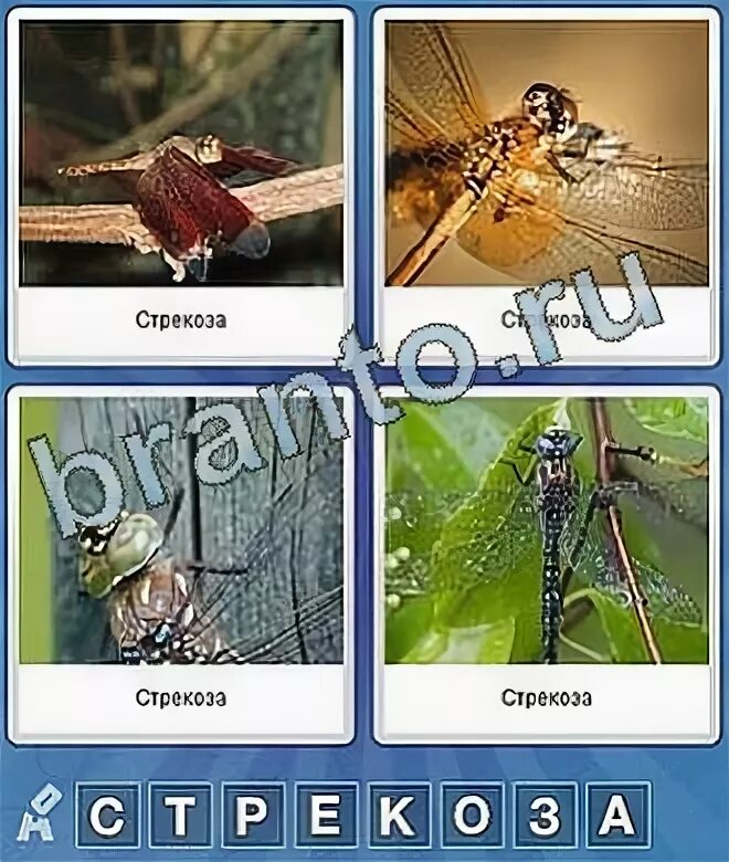Слова ответы 8 букв. Слова ответы 8 букв