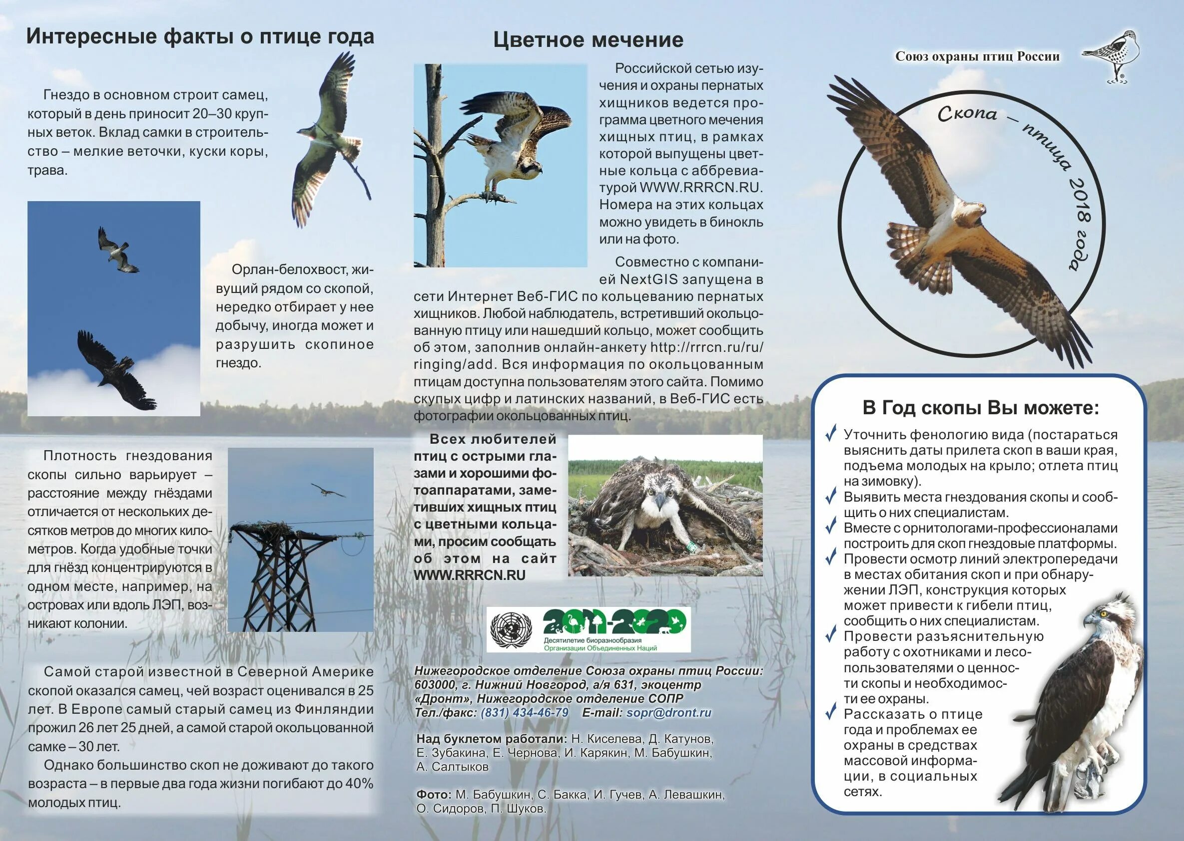 Союз охраны птиц россии птица года 2024. Птица года в России буклет. Буклет про птиц. Интересные факты о птицах. Охрана птиц.
