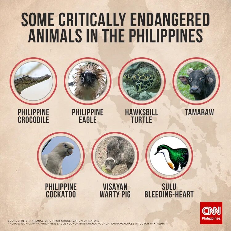 Release reduce adopt reusable endangered species. Critically endangered. Critically endangered animals. Critically endangered виды. Endangered animals рабочая.