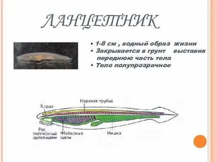 Ланцетник сколько камер