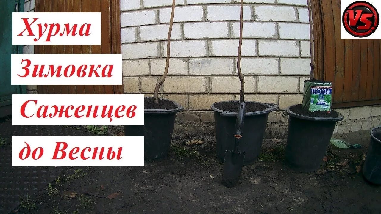 Как посадить саженец хурмы. Саженцы хурмы. хурма рассада. посадка хурмы весной саженцами. хурма посадка.
