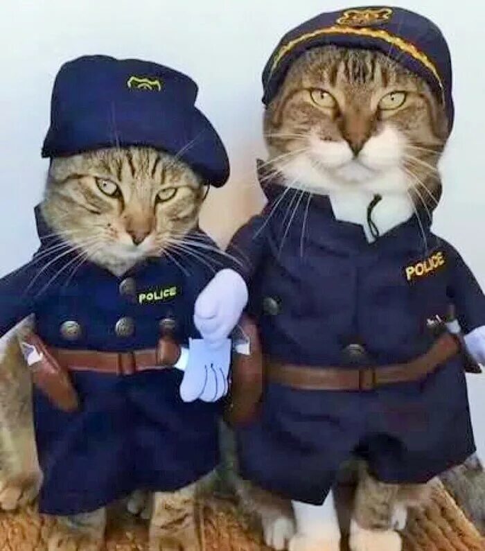 Кот полицейский. Кот в полицейской форме. ЕОТ В полицейской форме. Кот в форме полиции. Коп и кот