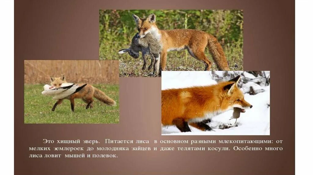 Что делают млекопитающие зимой
