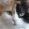 Трехцветная черепаховая кошка. Трёхцветная кошка. Черепаховая кошка калико. Порода калико. Трехшерстная кошка порода.