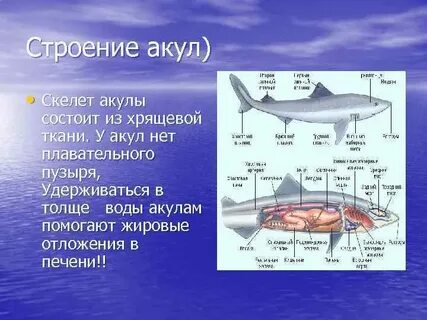 Строение акулы