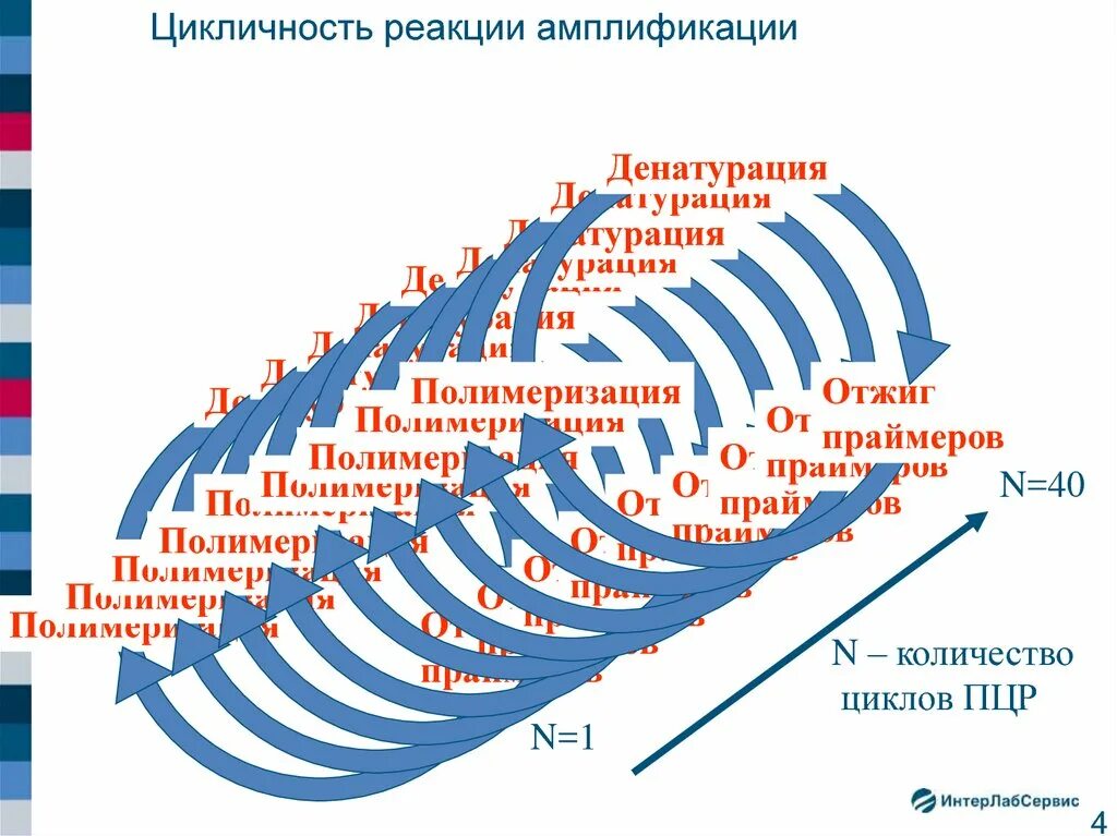 Цикличность. Цикличность истории России. Реакция амплификации. Цикличность фото.