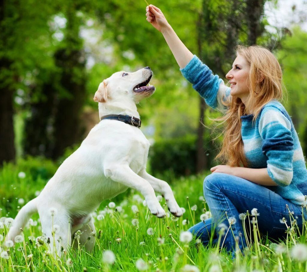 My dog best friends. Собака играет. Женщина с собакой. Человек играет с собакой. Девушка с лабрадором.