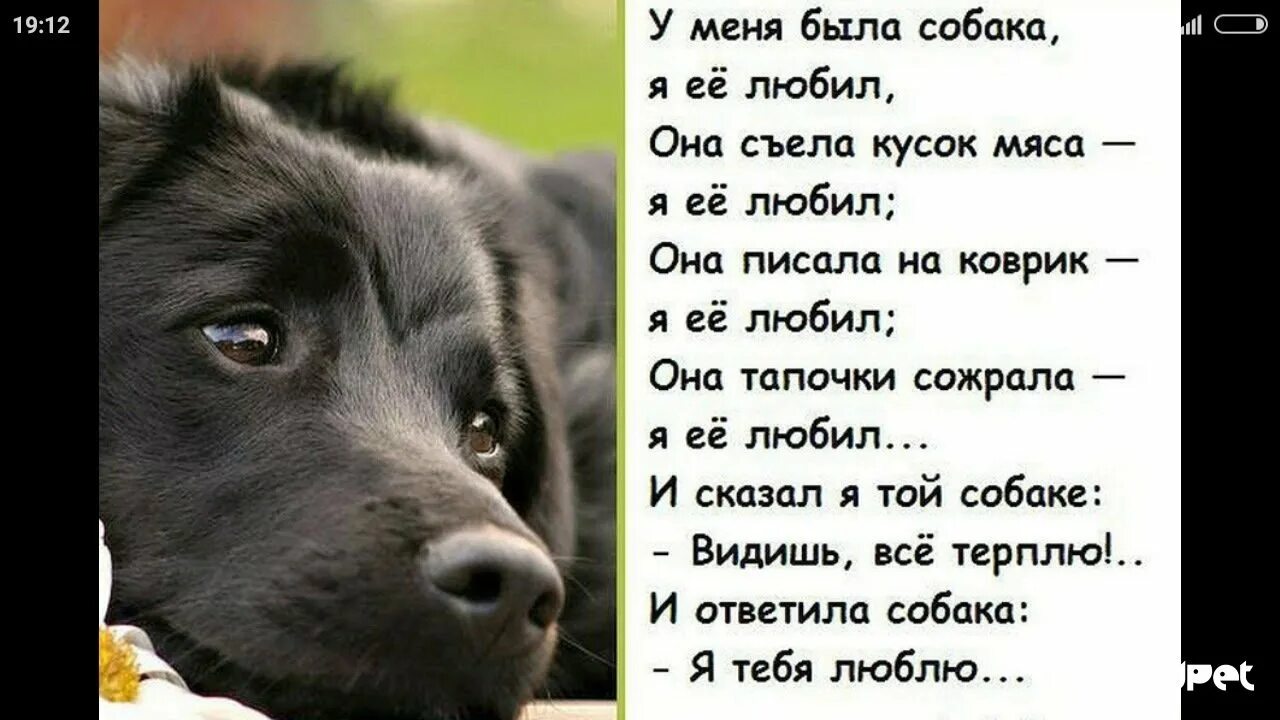 Щенки такую как ты текст
