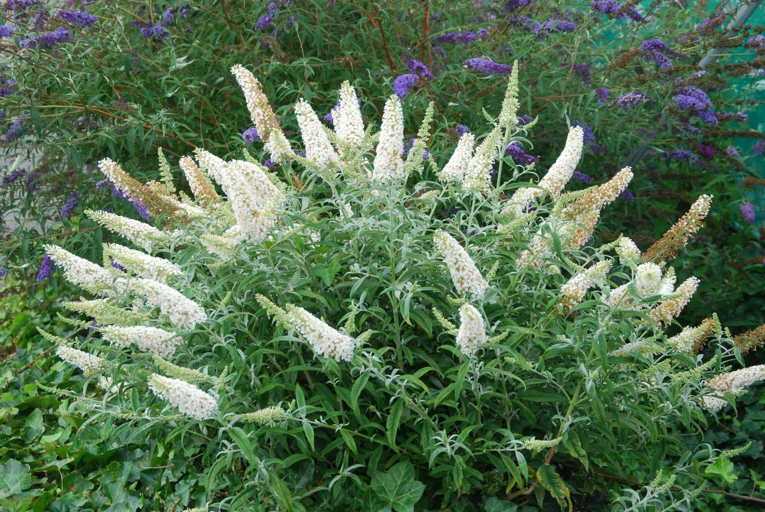 Рассада Буддлея (Осенняя сирень) Давида White Profusion, P9 (0,5 литра) ЗКС - ку