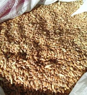 Продам зерно авито