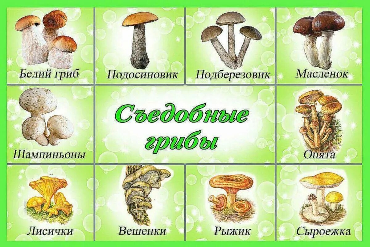 Съедобные и несъедобные грибы рисунок. Съедобные грибы несъедобные грибы ядовитые. грибы съедобные и ядовитые для детей. карточки съедобные и несъедобные грибы для детей. несъедобные грибы карточки для детей.