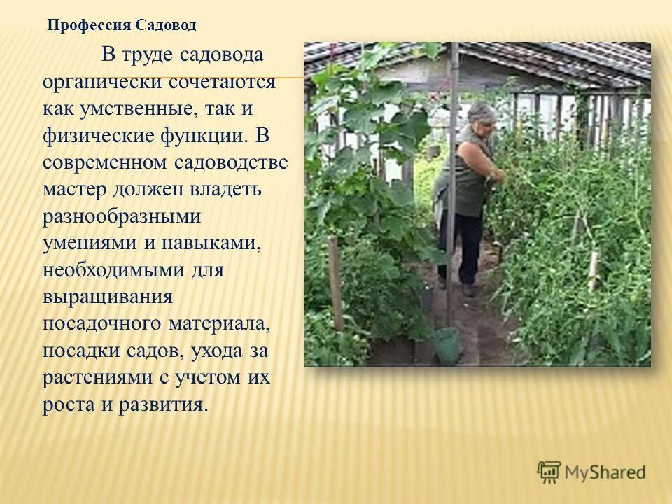Садовод профессия. Садовод профессия описание. Садовник краткое содержание. Садовник для презентации. Сообщество фермеры и садоводы.