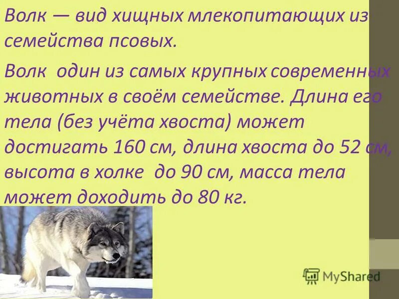 Лисица майконг. Майконг. Волк класс вид. Койот фото. Серая лисица urocyon cinereoargenteus.