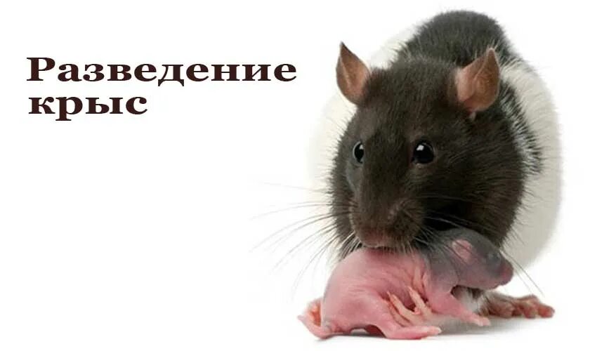 Крысы помощь