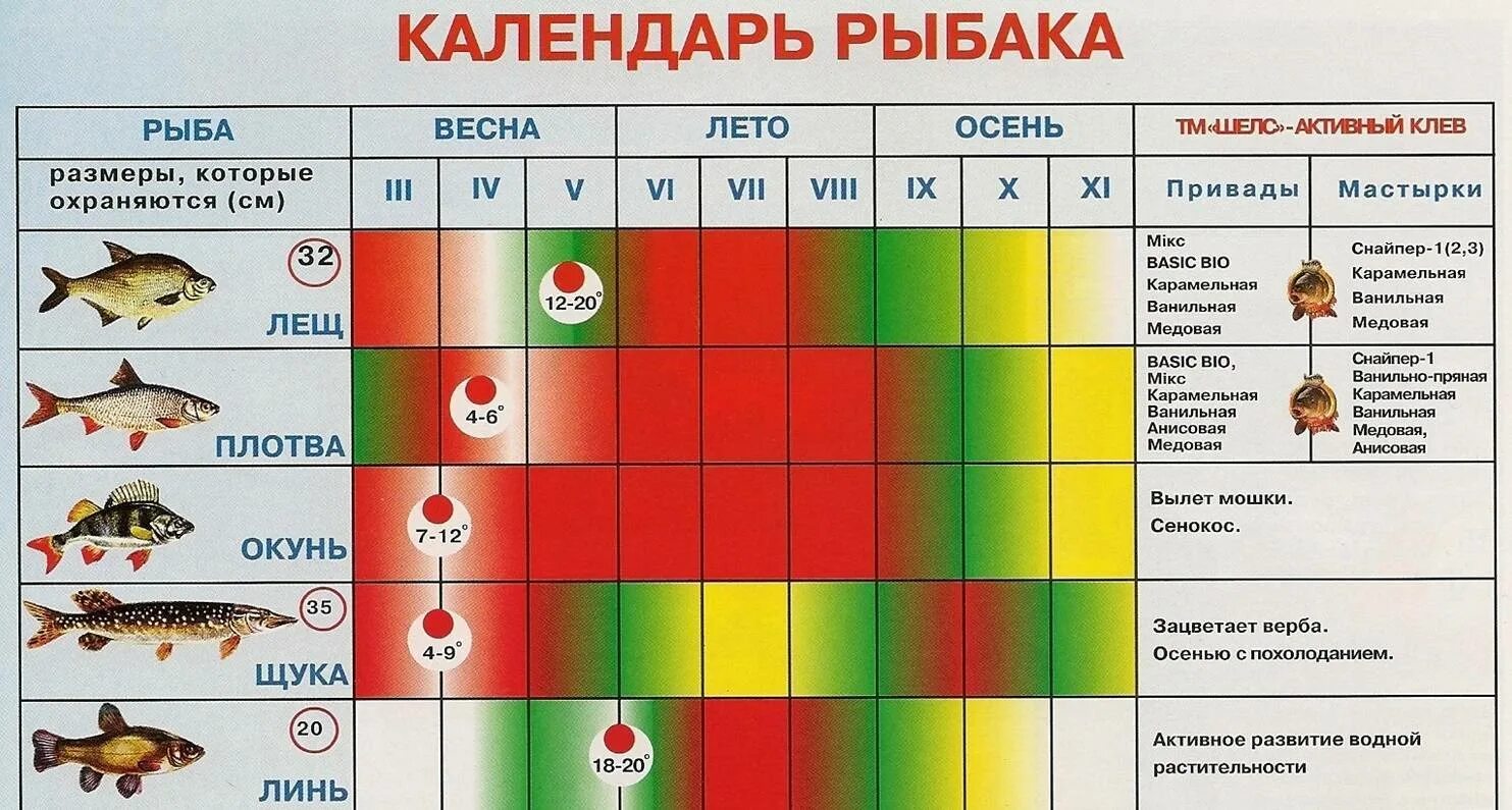 Когда лучше ловить щуку. Календарь рыбака. Таблица клева рыбы. Таблица лова рыбы. Календарь клева рыбы.