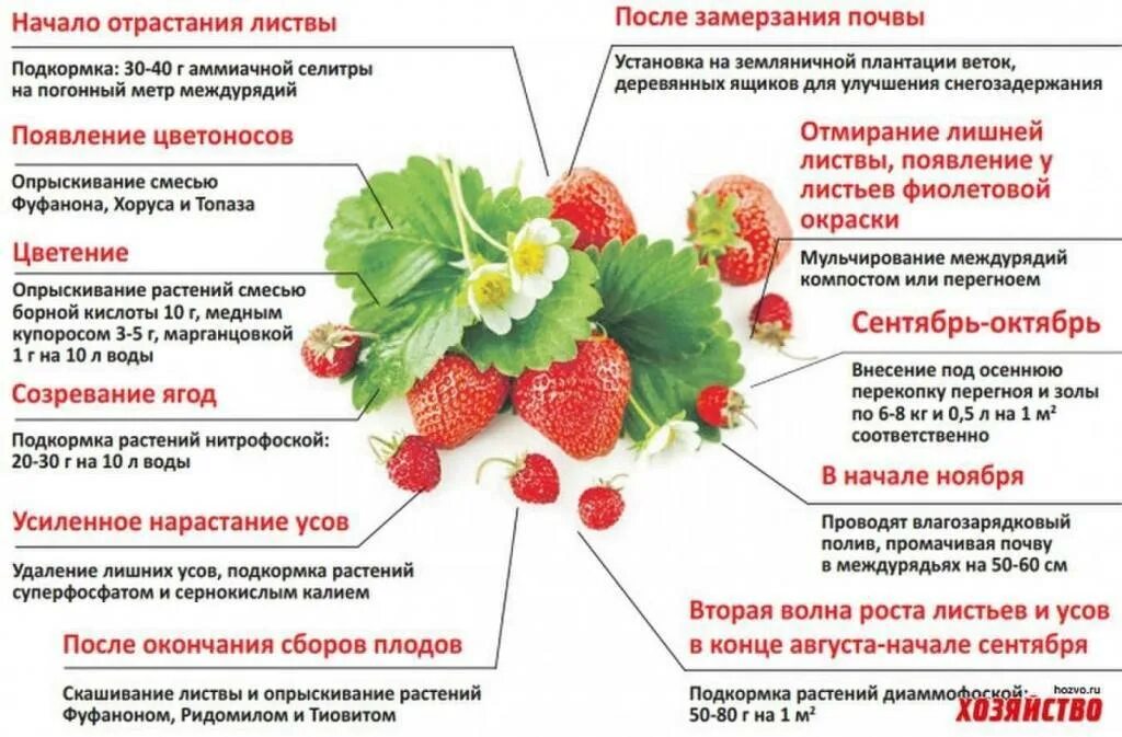 Подкормка клубники в открытом грунте. Таблица внесения удобрений для клубники. Схема подкормки клубники весной. Схема удобрения клубники. Схема подкормки удобрениями клубники.