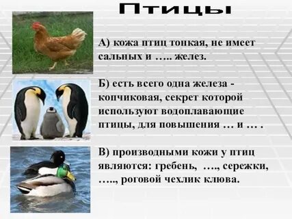 Железа в коже птиц